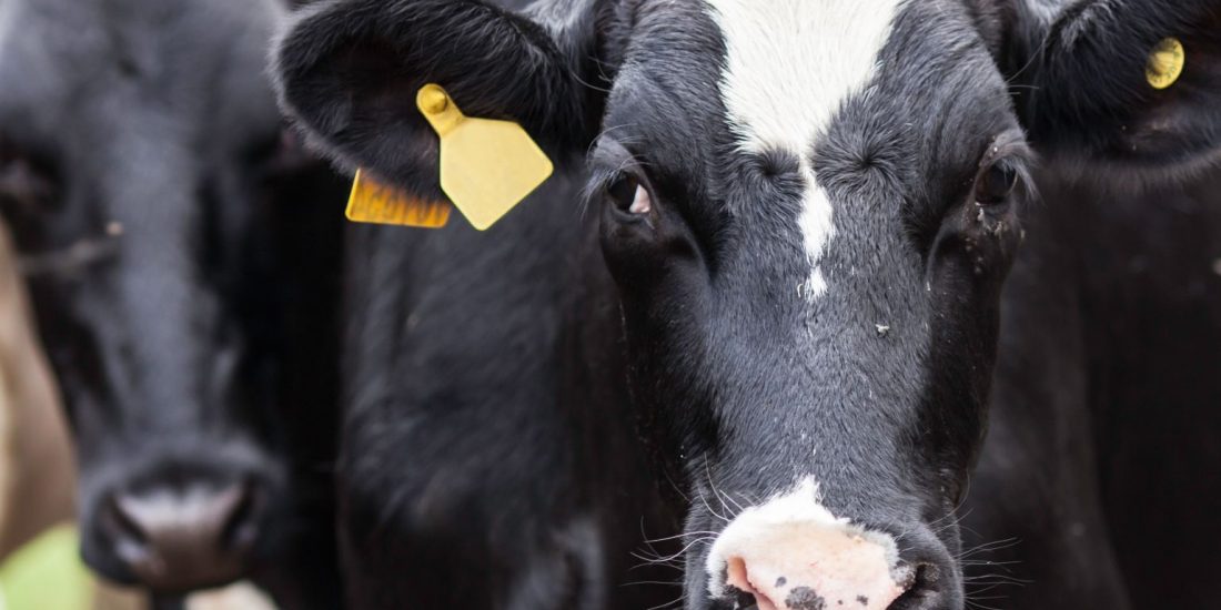Article: Dairy Farmers Union should use their common sense