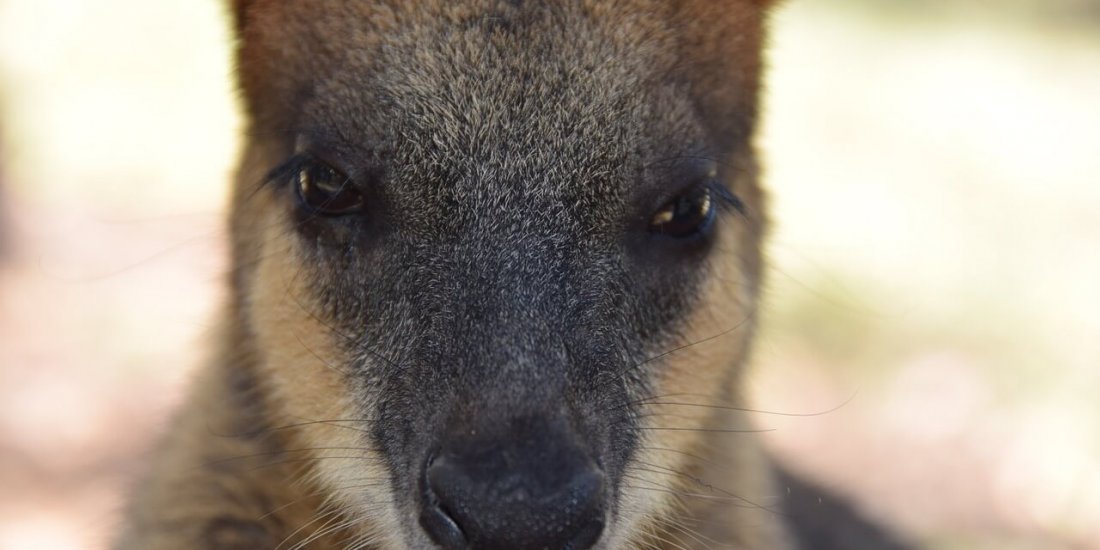 Steekproef: E. coli en verboden stoffen op kangoeroevlees